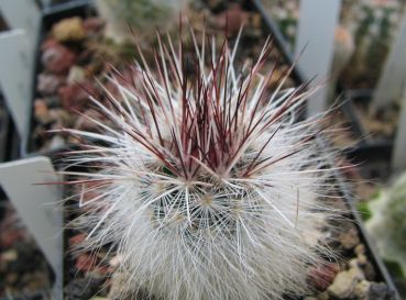 Echinocereus viridiflorus var. canus (Solitario)